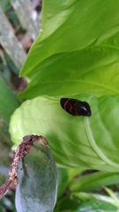 Okiscarta uchidae