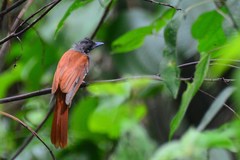 Terpsiphone affinis indochinensis