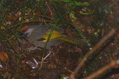 Trochalopteron melanostigma