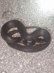 Nerodia fasciata × clarkii