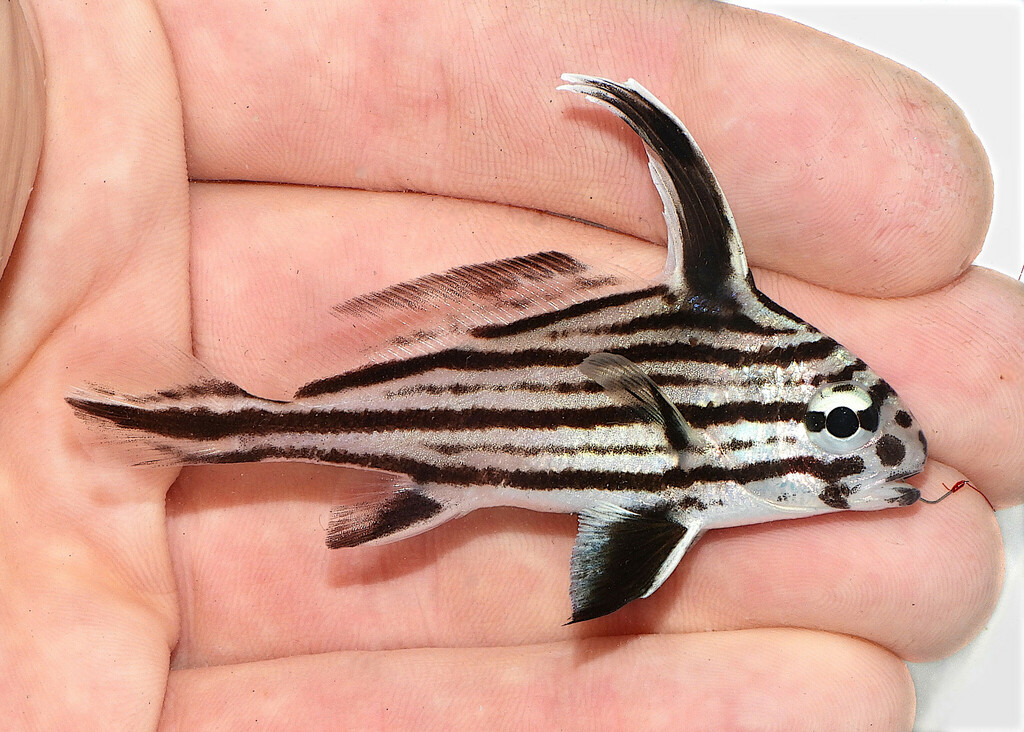Photo of Cubbyu (Equetus acuminatus)