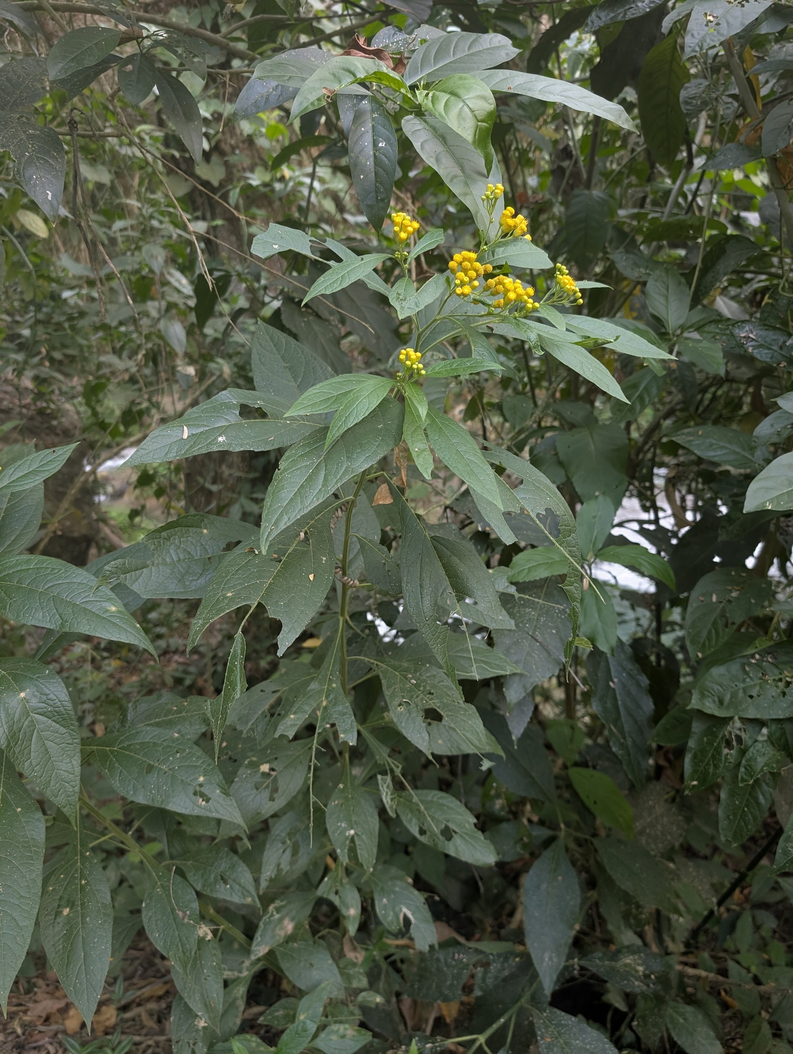 Neurolaena jannaweissiana