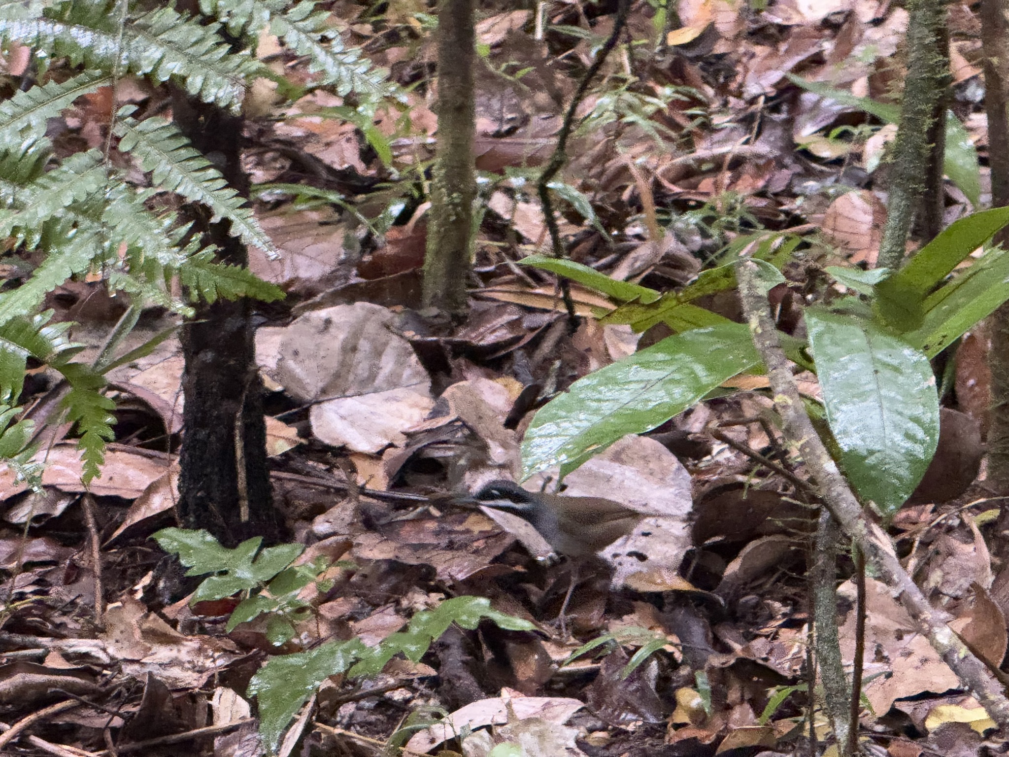 Crossley's Vanga (Mystacornis crossleyi), photo 3
