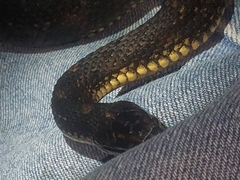 Nerodia fasciata × clarkii