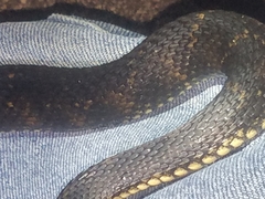 Nerodia fasciata × clarkii