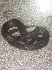 Nerodia fasciata × clarkii