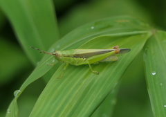 Gesonula punctifrons