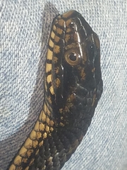 Nerodia fasciata × clarkii