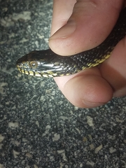 Nerodia fasciata × clarkii