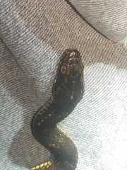 Nerodia fasciata × clarkii