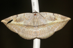 Hypopyra vespertilio
