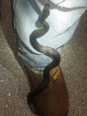 Nerodia fasciata × clarkii