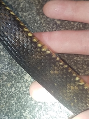 Nerodia fasciata × clarkii