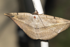 Hypopyra vespertilio