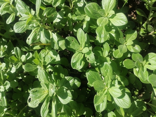 Plectranthus ornatus iNat (1)