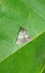Lepidoptera