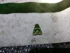 Plexiphleps stellifera