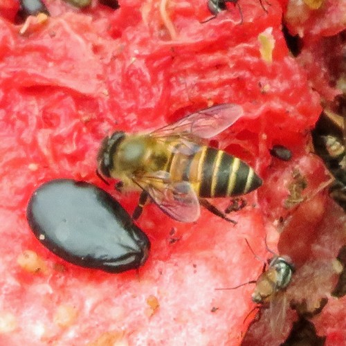 Asian Honey Bee