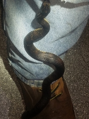 Nerodia fasciata × clarkii