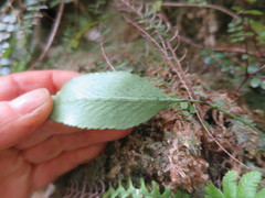 Asplenium lepidotum