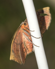 Hypopyra vespertilio