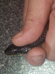 Nerodia fasciata × clarkii