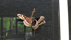 Callosamia promethea