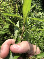 Hygrophila costata
