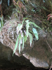 Asplenium lepidotum