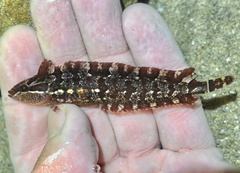 Striped Kelpfish photo 5