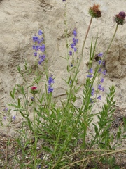 Penstemon neomexicanus