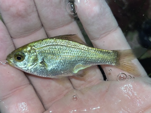 Reef perch (Micrometrus aurora) — Embiotocidae — 5