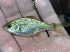 Reef Perch photo 4