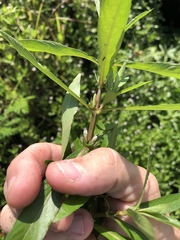 Hygrophila costata