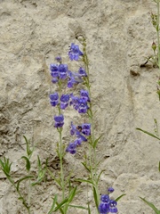Penstemon neomexicanus
