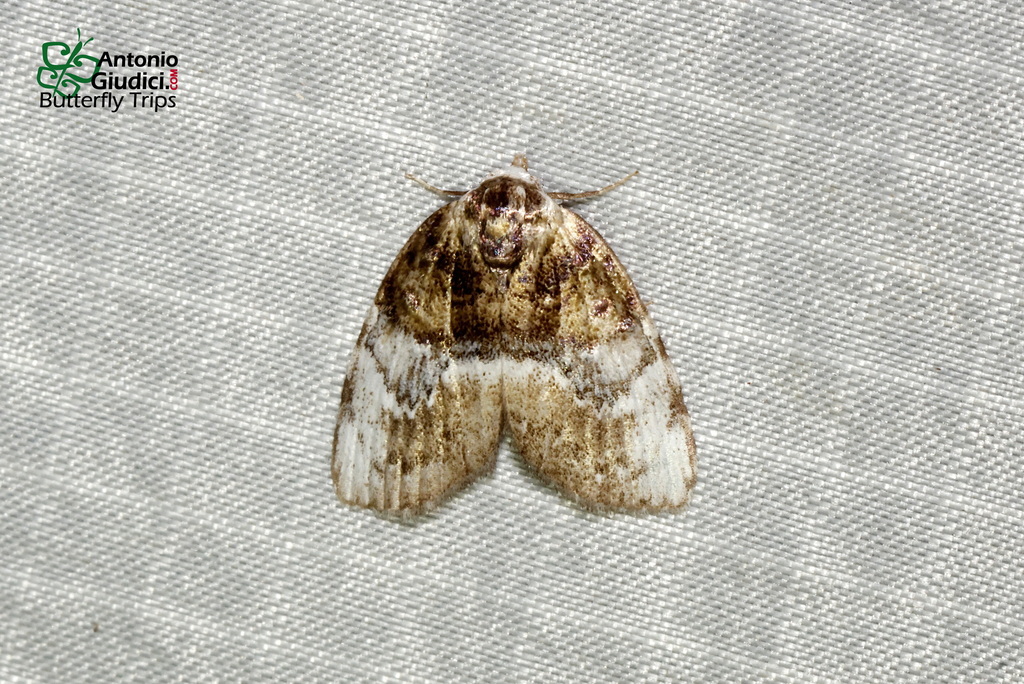 Meganola basifusca