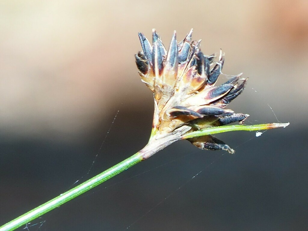 Beardless Bog-rush