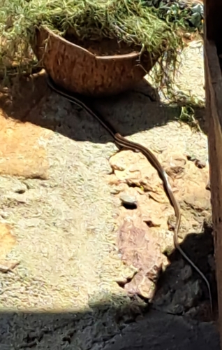 Eastern Stripe-bellied Sand Snake