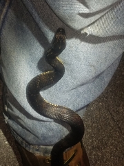 Nerodia fasciata × clarkii