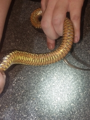 Nerodia fasciata × clarkii