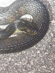 Nerodia fasciata × clarkii