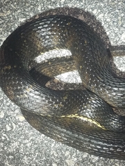 Nerodia fasciata × clarkii