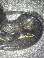 Nerodia fasciata × clarkii