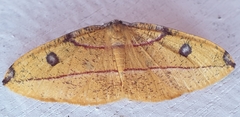 Hypochrosis hyadaria