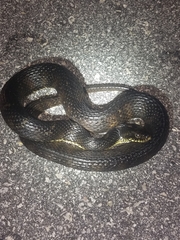 Nerodia fasciata × clarkii