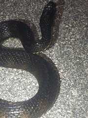 Nerodia fasciata × clarkii