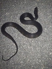 Nerodia fasciata × clarkii