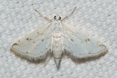 Parapoynx allionealis