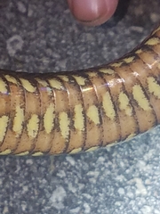 Nerodia fasciata × clarkii