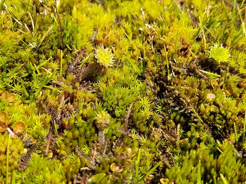 Leptinella pusilla, photograph 2